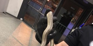 serpiente escalera fuenlabrada