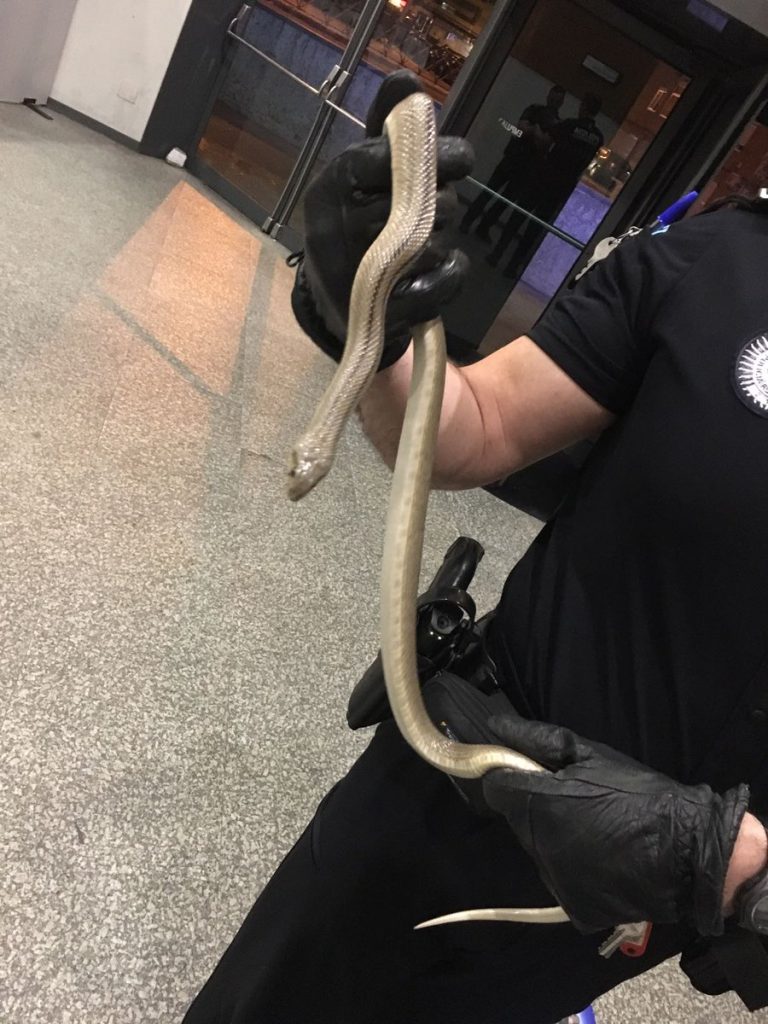 serpiente escalera fuenlabrada