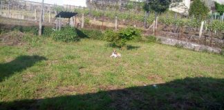centro proteccion animal fuenlabrada