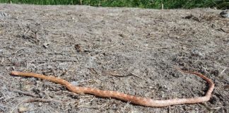 Serpiente del maíz