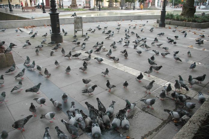 Palomas