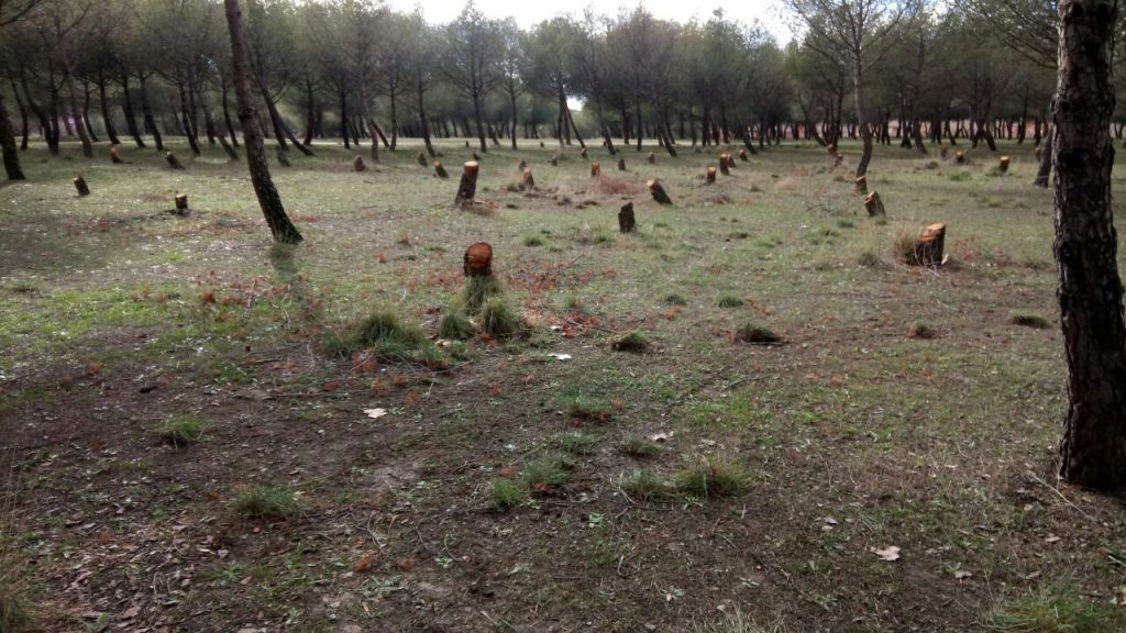 árboles enfermos en el parque de La Alhóndiga