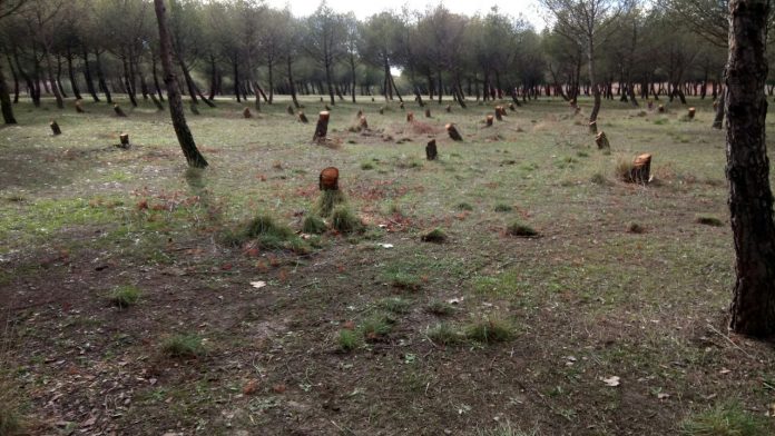 árboles enfermos en el parque de La Alhóndiga