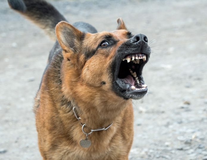 Getafe Perro peligroso