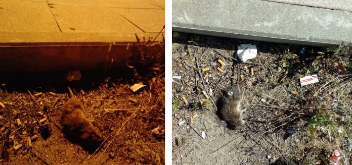 ratas_Fuenlabrada