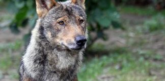 lobo comunidad de madrid