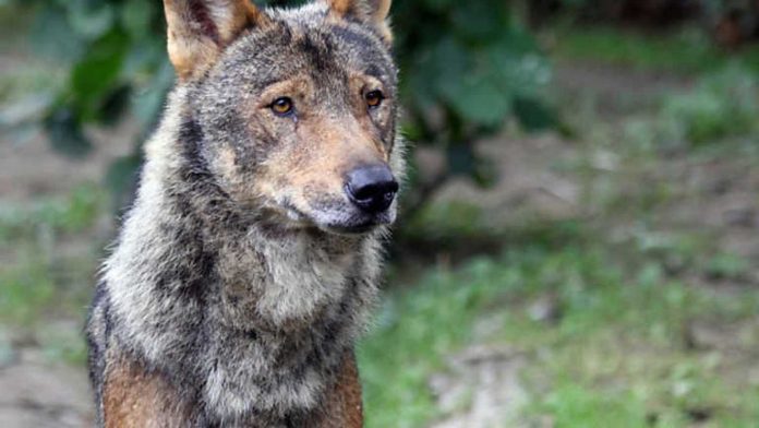 lobo comunidad de madrid