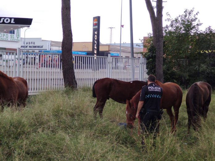 caballos M-506 Fuenlabrada